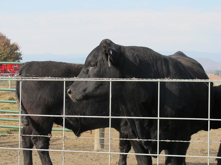 Miller-Gustin Bull and Female Sale